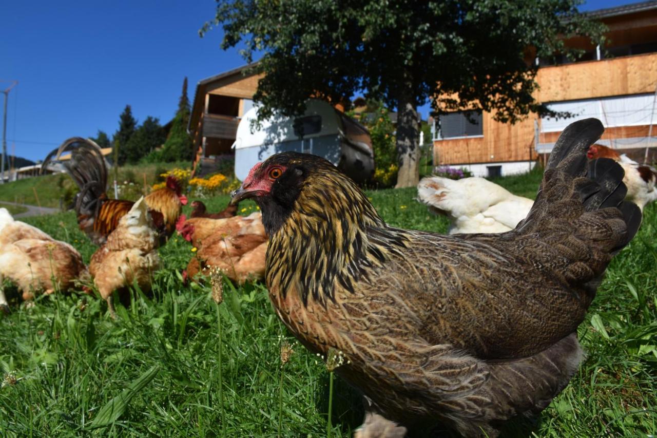 Ferienwohnung Brittenberg Alpaka Schwarzenberg im Bregenzerwald Esterno foto